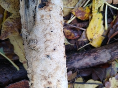 Didymium mucilago