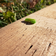 Trichoplusia ni