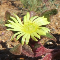 Cleretum papulosum