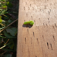 Trichoplusia ni