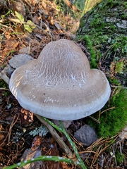 Fomitopsis betulina