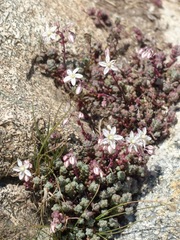 Sedum brevifolium