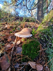 Fomitopsis betulina