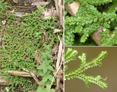Selaginella denticulata