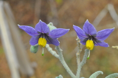 Solanum stipulaceum