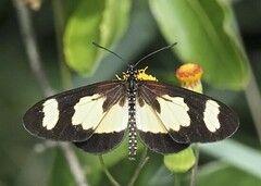 Acraea cabira