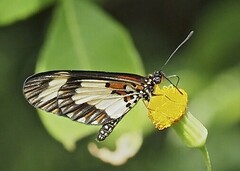 Acraea cabira