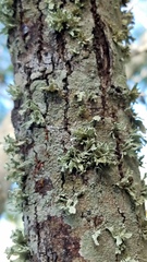 Ramalina complanata
