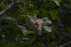 Sonneratia caseolaris