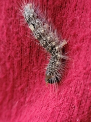 Acronicta megacephala