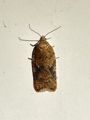 Acleris braunana