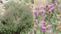 Teucrium marum