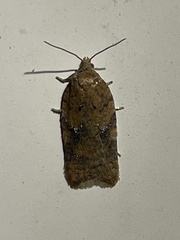 Acleris braunana