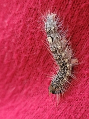 Acronicta megacephala