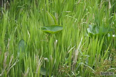 Sagittaria montevidensis