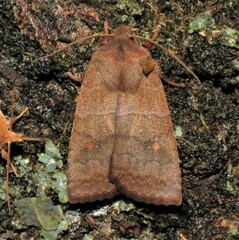 Eupsilia vinulenta
