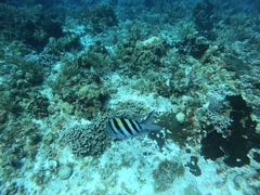 Abudefduf saxatilis