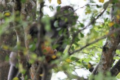 Trachypithecus obscurus