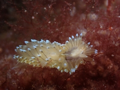 Antiopella cristata