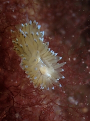 Antiopella cristata