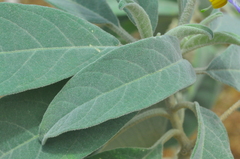 Solanum stipulaceum