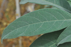 Solanum stipulaceum