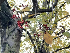 Scandosorbus intermedia