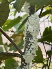 Prociphilus tessellatus