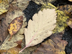 Scandosorbus intermedia