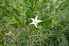 Jaborosa integrifolia