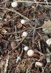 Paragymnopus perforans