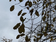 Scandosorbus intermedia