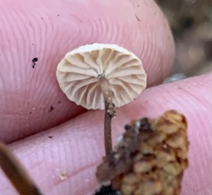 Paragymnopus perforans