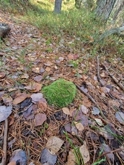 Leucobryum glaucum