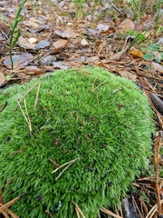 Leucobryum glaucum