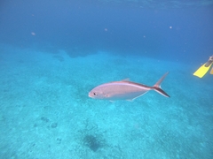 Caranx ruber