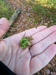 Leucobryum glaucum