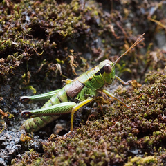Parapodisma tenryuensis
