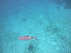 Caranx ruber