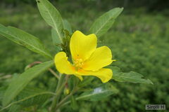 Ludwigia