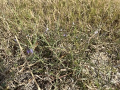 Limonium carolinianum