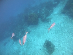 Caranx ruber