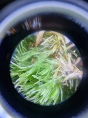 Leucobryum glaucum