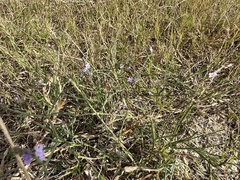 Limonium carolinianum