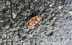 Pyrrhocoris apterus