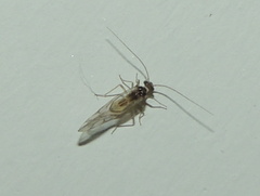 Graphopsocus cruciatus