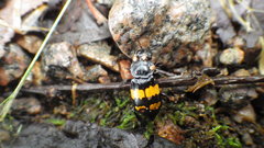 Nicrophorus defodiens