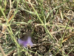 Limonium carolinianum