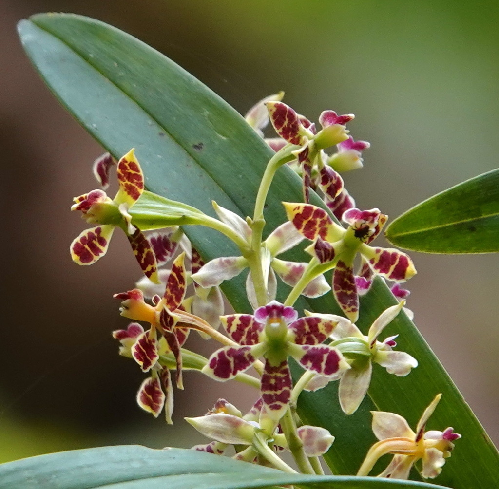 Prosthechea hajekii
