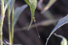 Lestes pinheyi